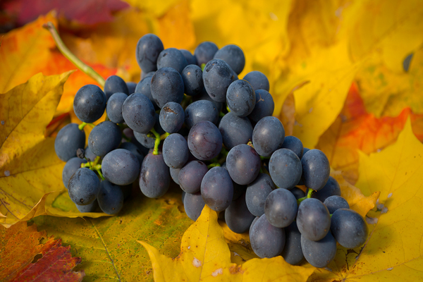descrição ágata don uvas