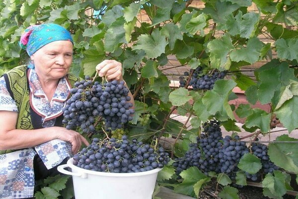 foto de uvas ágata donskoy