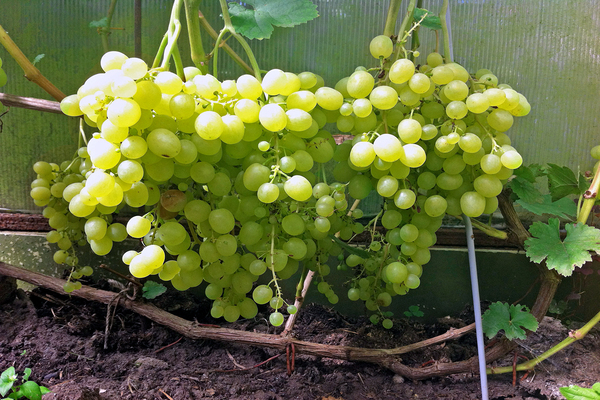 grapes aleshenkin description