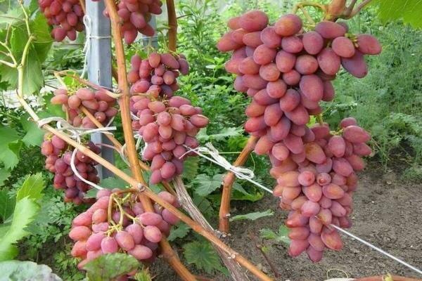 arched grapes reviews
