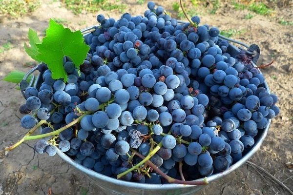 homemade isabella grapes
