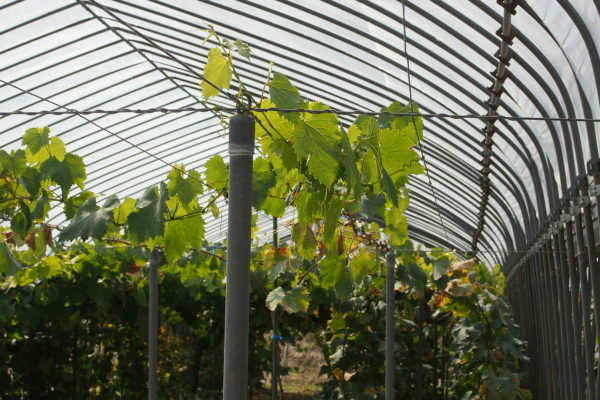 homemade isabella grapes