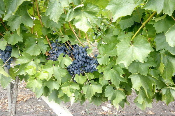 description des raisins codreanka