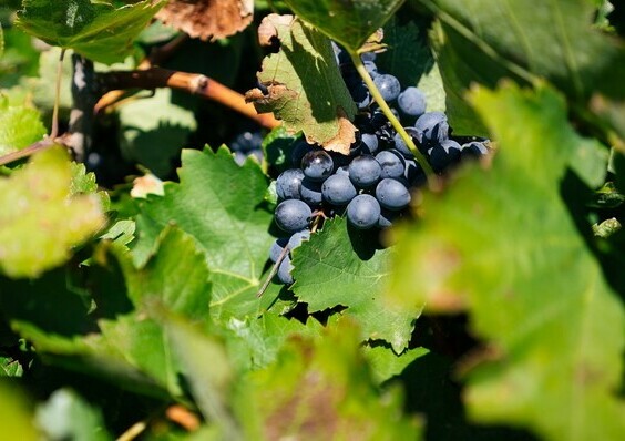 kuban grapes description photo