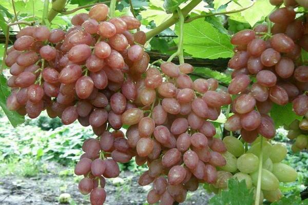 Uvas Kishmish