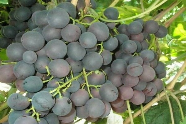 Uvas Kishmish