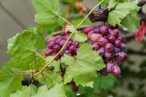 Muscat grapes