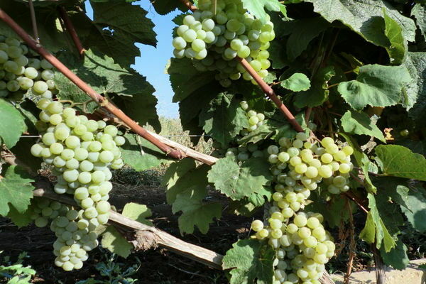 Muscat grapes
