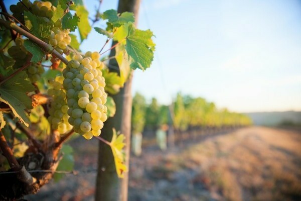 Muscat grapes