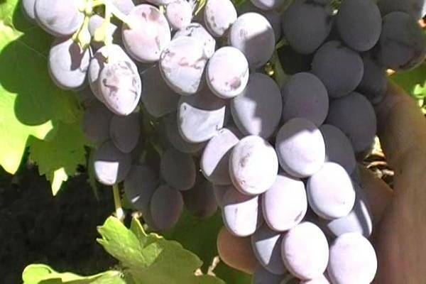 grapes Natalia