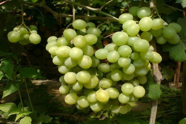 Uvas Kishmish