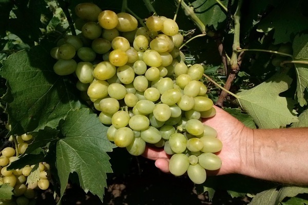 descrição super extra de uvas
