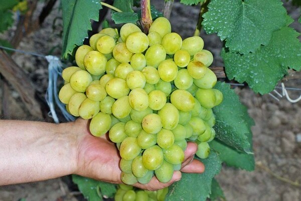 descrição da variedade super extra de uvas