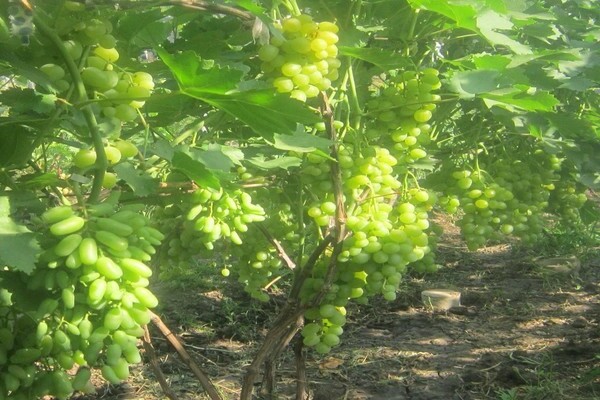 uvas super foto extra