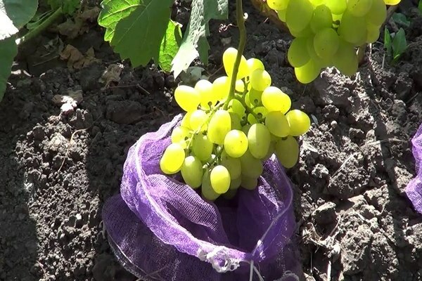 descrição da foto super extra das uvas