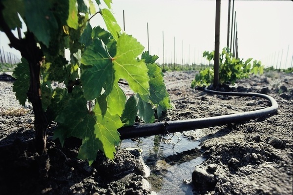 delight grapes photo