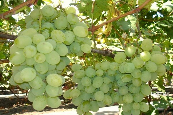 delight grapes description