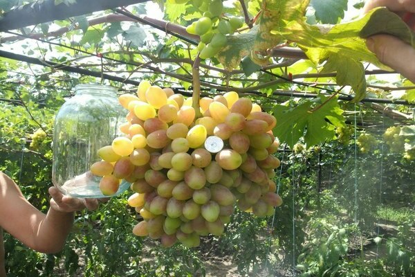 grapes delight variety description