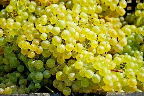 photo of grape variety delight