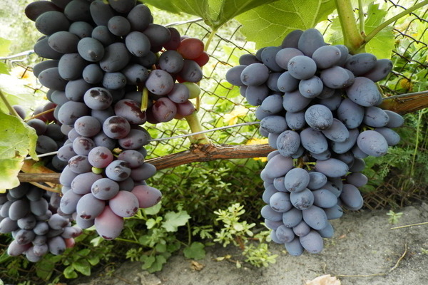 Uvas Kishmish