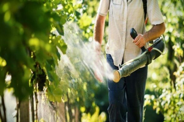 foliar dressing of grapes after flowering