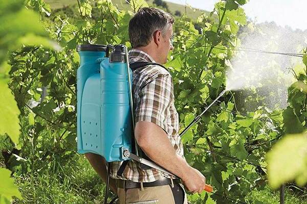 foliar feeding of grapes with potassium