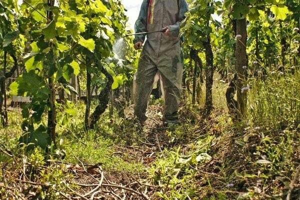 foliar feeding of grapes with ash