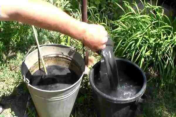 foliar dressing of grapes by development phases