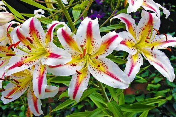 Hybrides orientaux