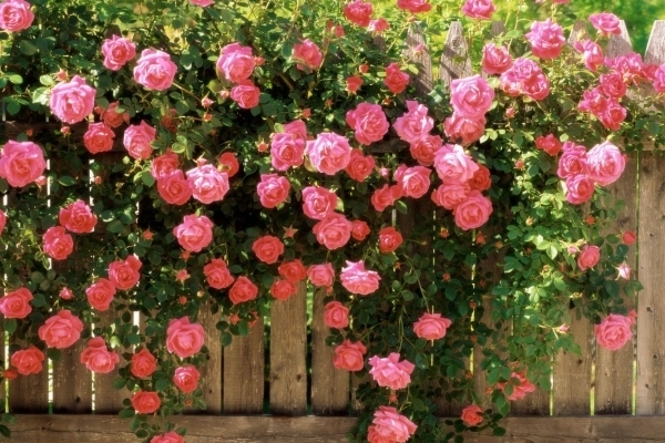 roses frisées