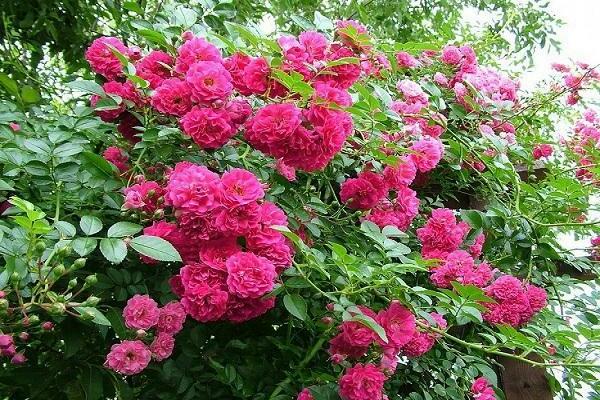 roses frisées
