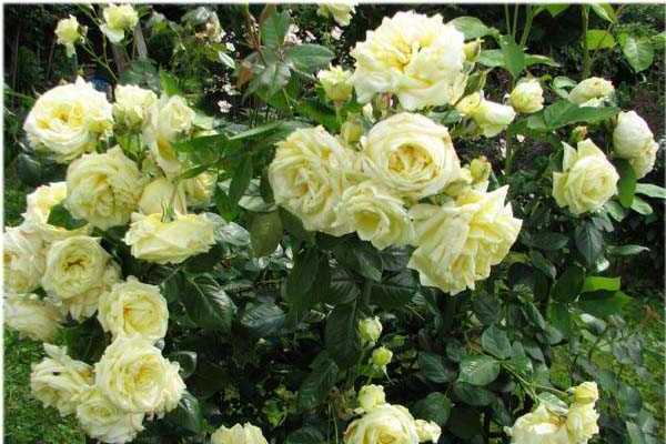 roses frisées