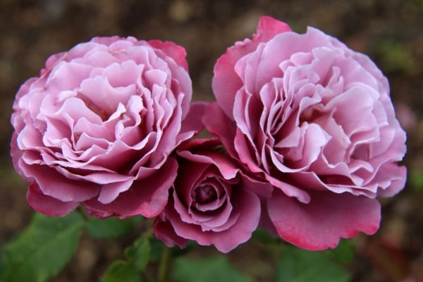 roses frisées