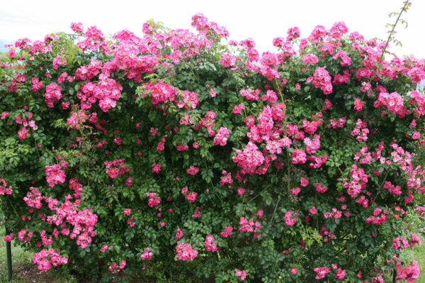 roses frisées