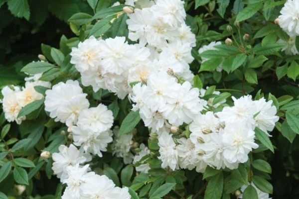photo de roses frisées