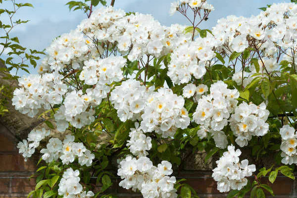 photo de roses frisées