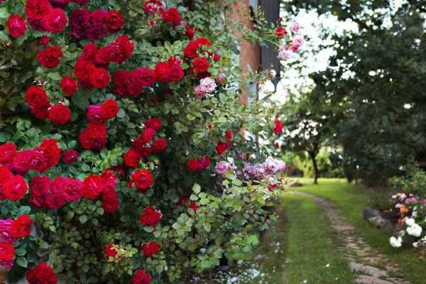 roses frisées en fleurs
