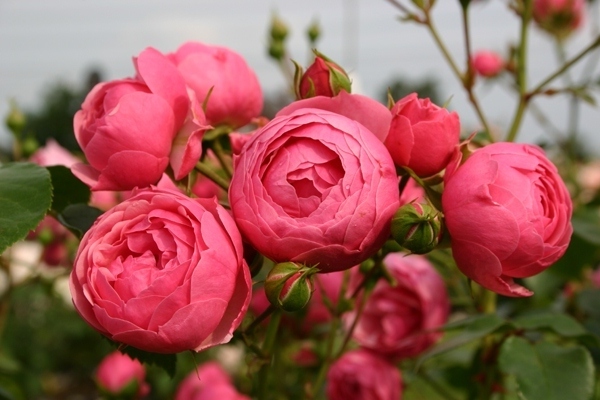 roses frisées en fleurs