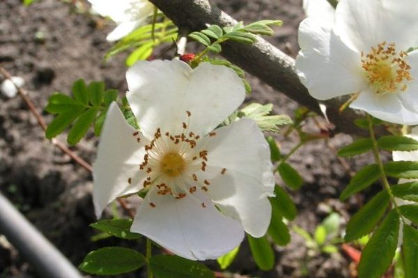 plantation de roses bouclées