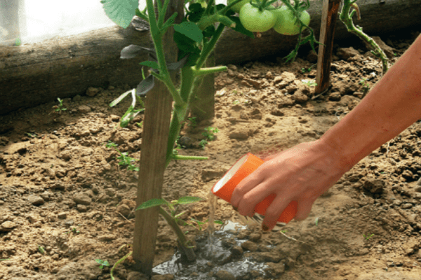 health for tomatoes