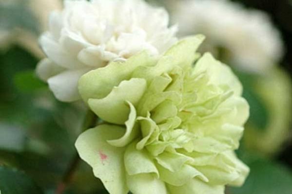folhas verdes de rosa