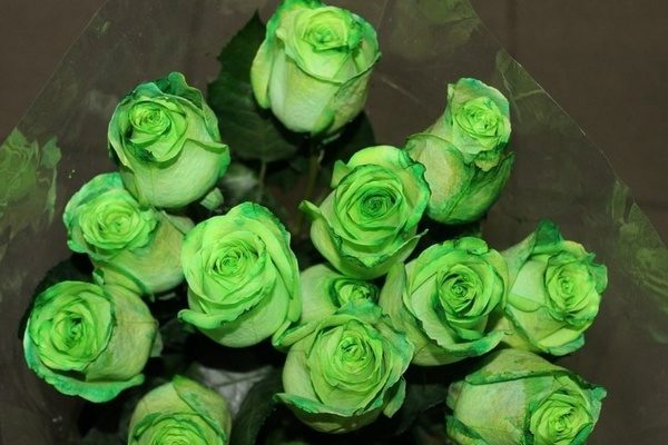 flor rosa verde