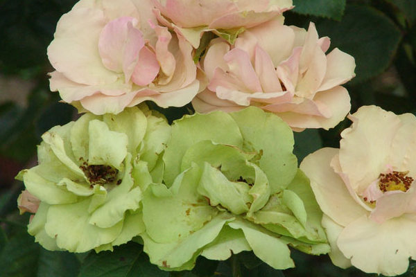 rosa verde