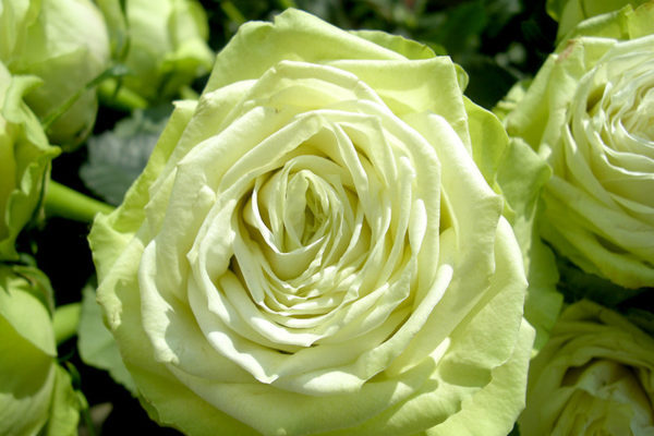 rosa verde