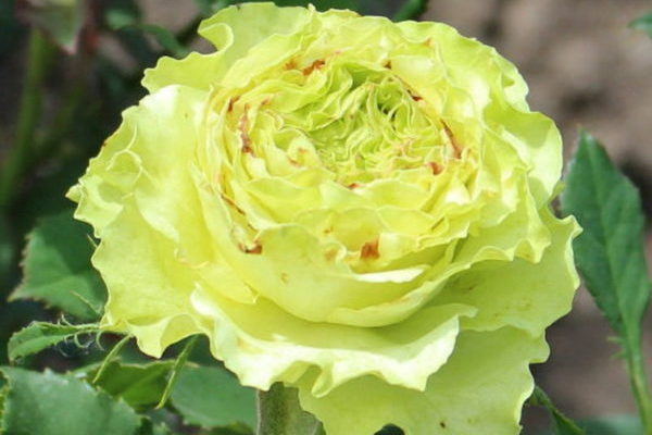 foto de rosas verdes