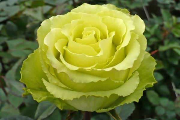 rosa verde
