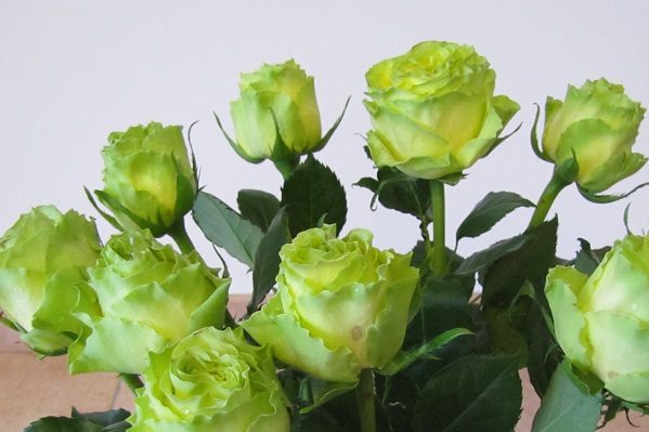 rosa verde