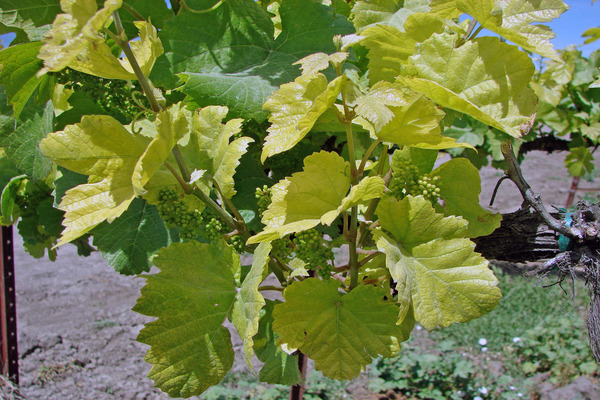 leaves on the grapes turn yellow than to process