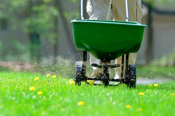 + when to sow green manure