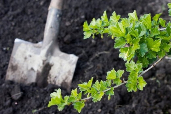 planting gooseberry tender